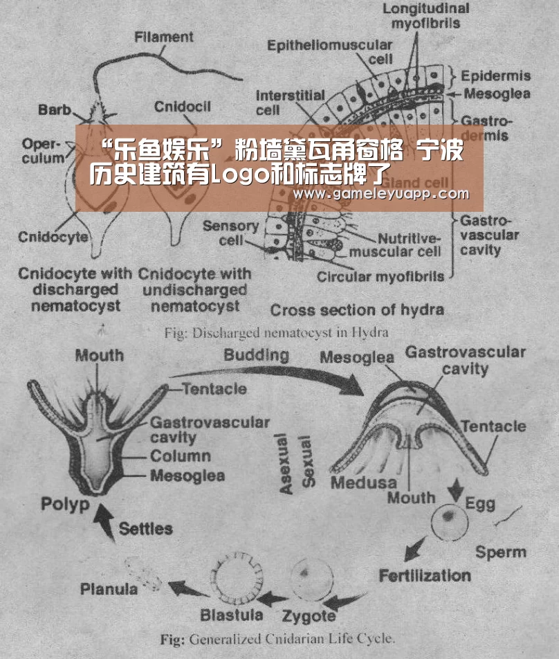 “乐鱼娱乐”粉墙黛瓦甬窗格 宁波历史建筑有Logo和标志牌了(图2) 乐鱼娱乐